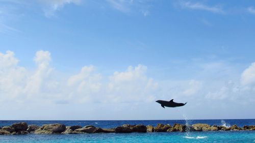 Bird flying over sea against sky