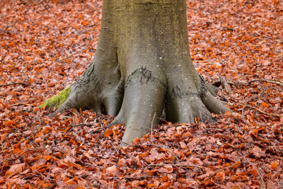 Close-up of tree trunk during autumn