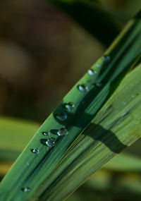 Close-up of wet leaf on table