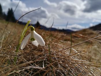 Close-up of wilted flower on field