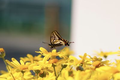 Close-up of butterfly pollinating on flower