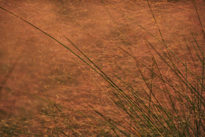 Full frame shot of grass on field