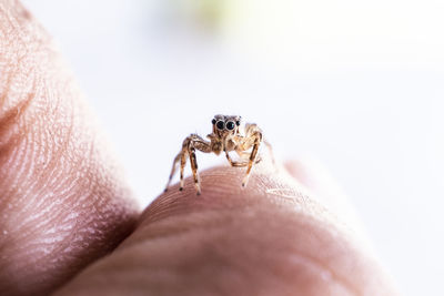 Close-up of spider on hand