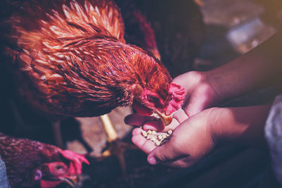 Cropped hands of person feeding food to hen at farm