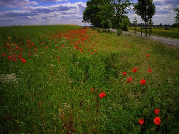 Poppies growing in field