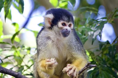 Monkey looking away on tree