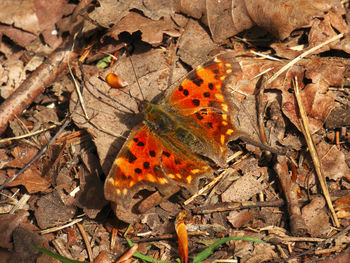 Close-up of insect on field
