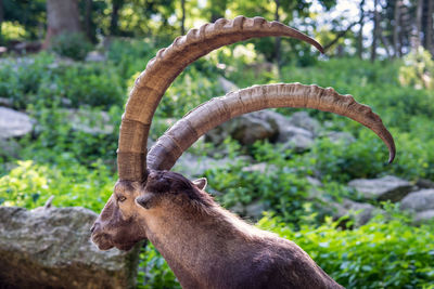 Capricorn on tree in forest