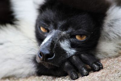 Portrait of black lemur lying down