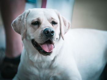 Close-up portrait of a dog