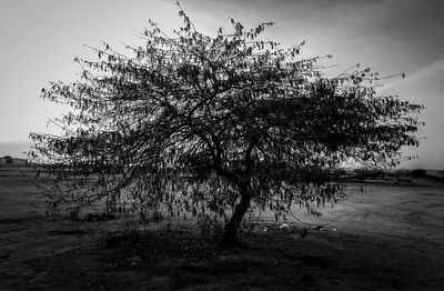 Trees on field against sky