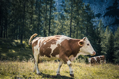 One busy cow in slovenian mountains.