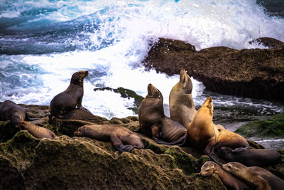 Flock of sheep on rock in sea