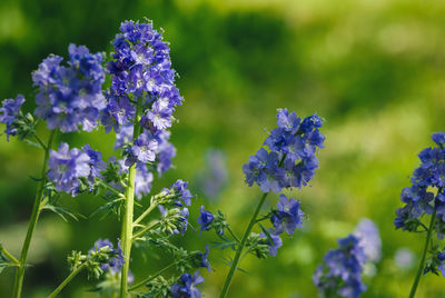 Close-up of purple flowering plants on field