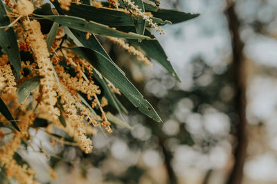 Close-up of dry leaves on branch