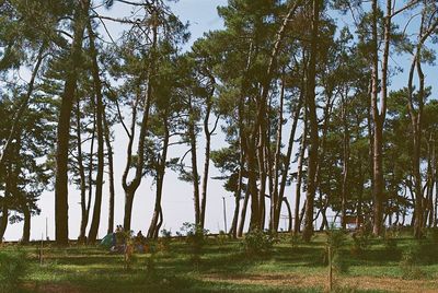 Trees in forest