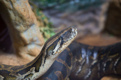 Close-up of lizard on rock