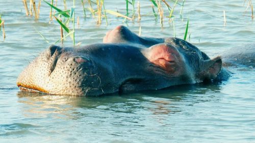 Horse swimming in lake