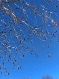 Low angle view of tree branches against clear blue sky