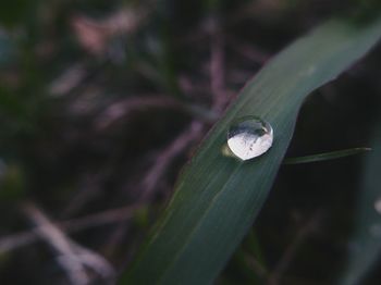 Close-up of green leaf against blurred background