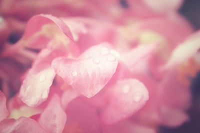 Close-up of pink flower