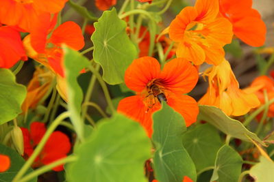 Close-up of orange flowers blooming outdoors