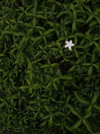 High angle view of flowering plant