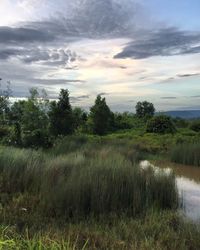 Scenic view of rice field against sky