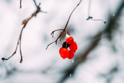 Close-up of red rose on branch