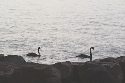 Swans swimming in lake