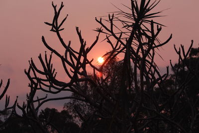 Silhouette plants against sky during sunset