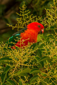 Close-up of parrot