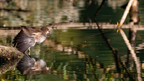 Bird in a lake