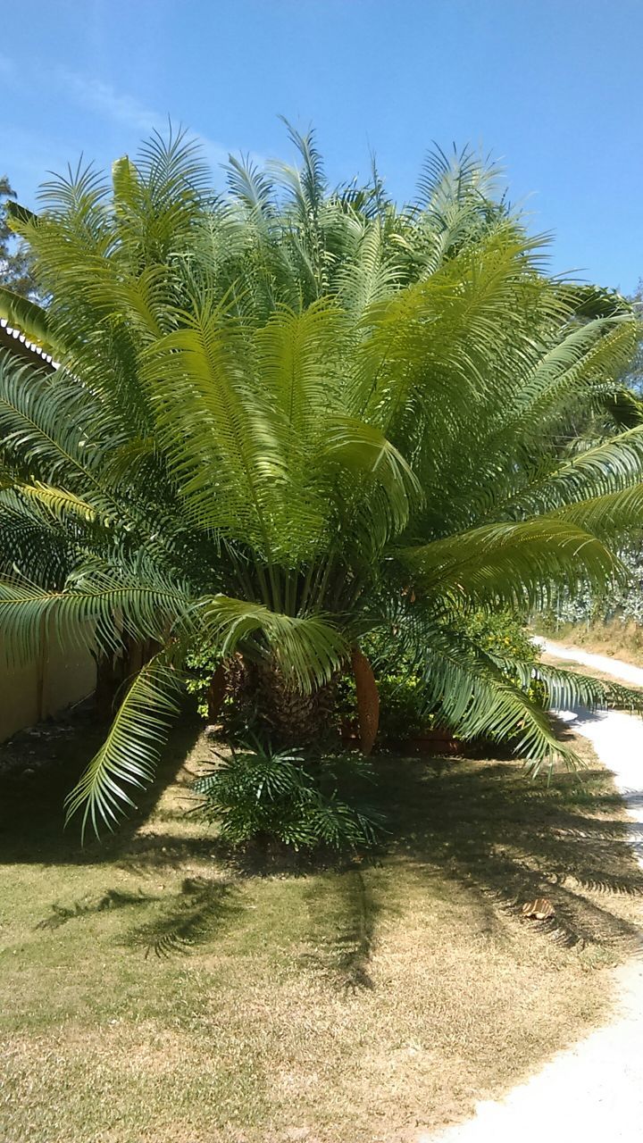 PALM TREE BY WATER