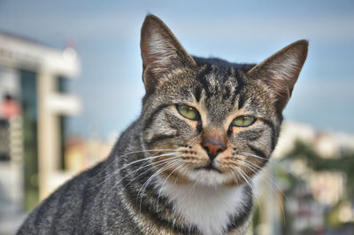 Close-up portrait of tabby cat against blurred background