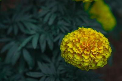 Close-up of yellow flowering plant