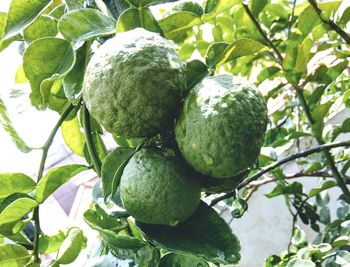 Low angle view of fruits growing on tree