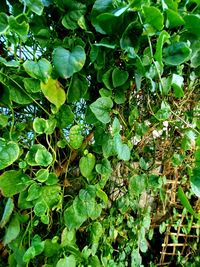Full frame shot of fresh green plants