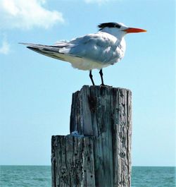 Bird perching on wooden post by sea against sky