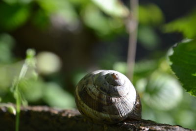 Close-up of snail on plant