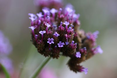 Close-up of purple flowering plant