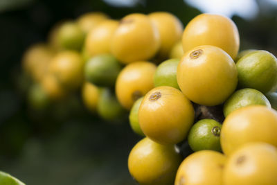 Close-up of fruits