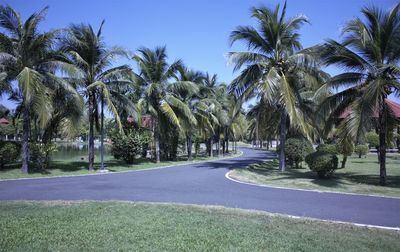 Road amidst palm trees against clear sky in city