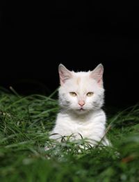 Close-up of cat on grass