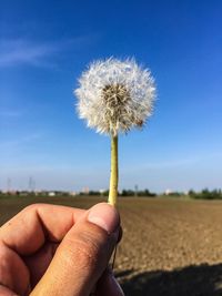 Close-up of dandelion on field