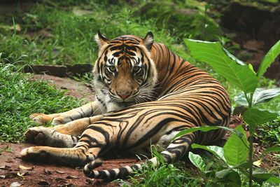 Portrait of tiger resting on land