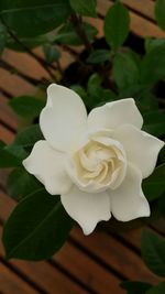 Close-up of white rose