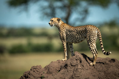 Full length of cheetah sitting on rock