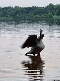 Duck swimming in lake