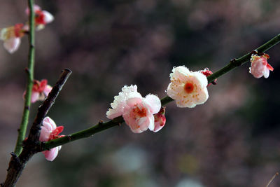 Close-up of pink cherry blossoms in spring